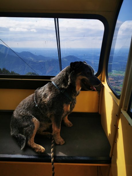 从缆车上乘坐平底船的澳大利亚牧牛犬图片下载