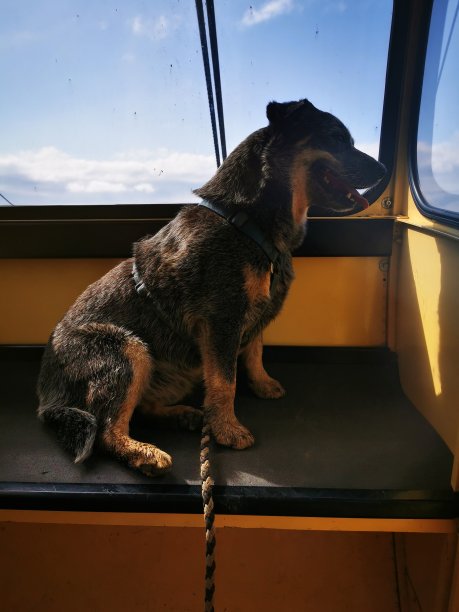 从缆车上乘坐平底船的澳大利亚牧牛犬图片下载