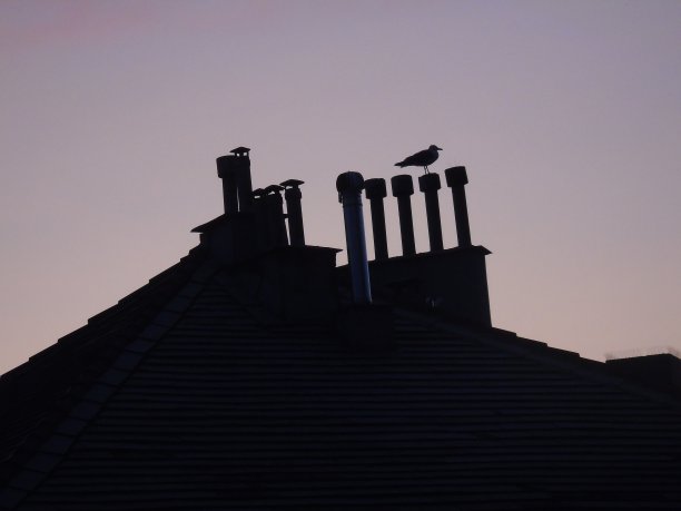 日落和鸟类图片下载