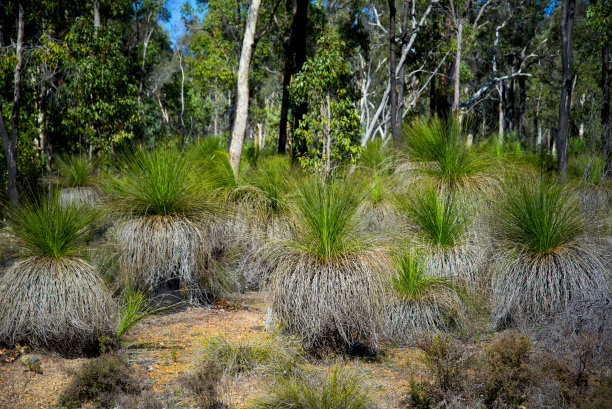 黑人男孩的植物图片下载