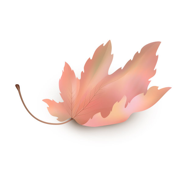 向量枫叶图片下载