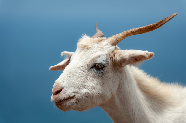 山羊头的特写镜头图片下载