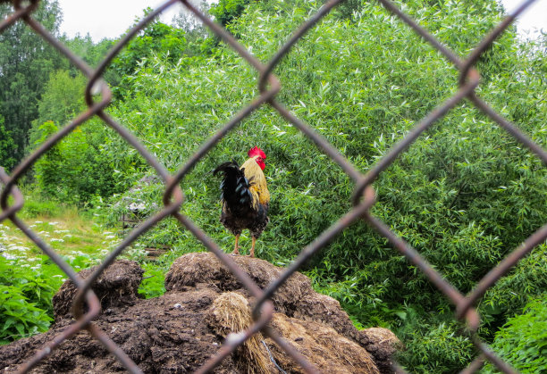 栅栏后面有只漂亮的鸡。图片下载