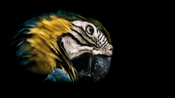 金刚鹦鹉图片下载