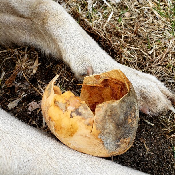 开放的南瓜图片下载