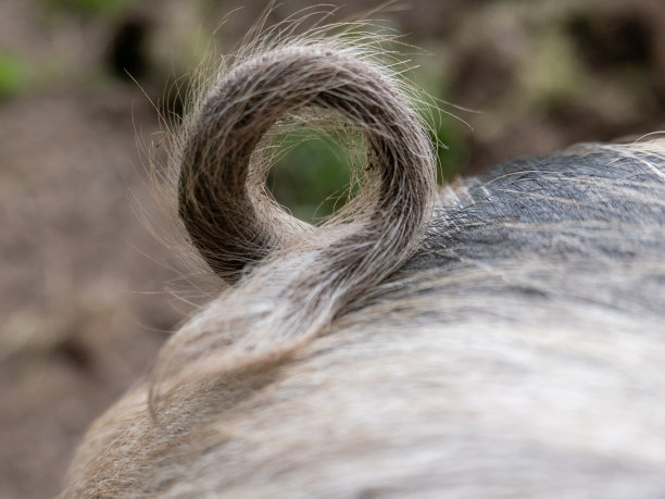 这是一只小猪的尾巴卷曲的特写图片下载