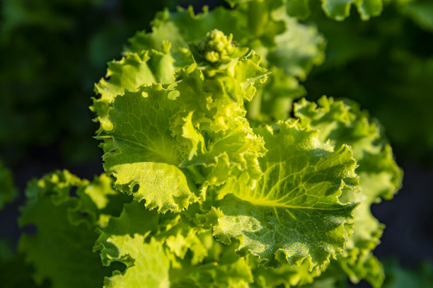 绿色的莴苣叶子在阳光下在花园的床上。图片下载