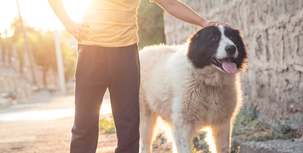 狗的肖像。男孩和狗图片下载