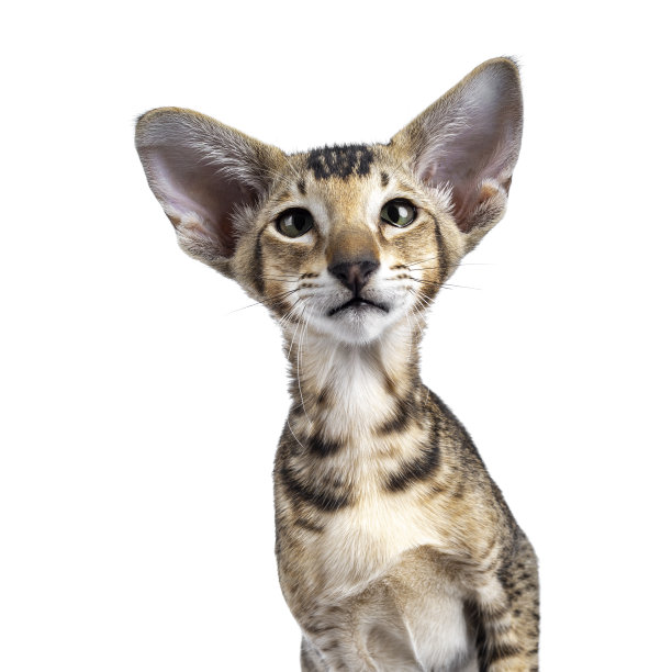 东方短毛小猫白色图片下载