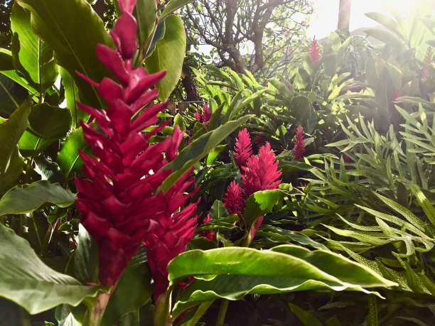 红姜花图片下载