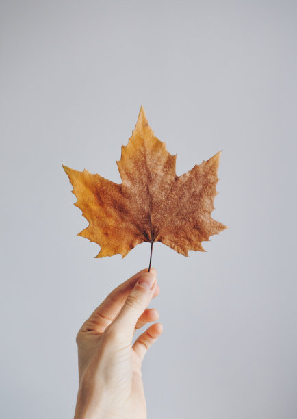女人的手握着一片干燥的枫叶图片下载