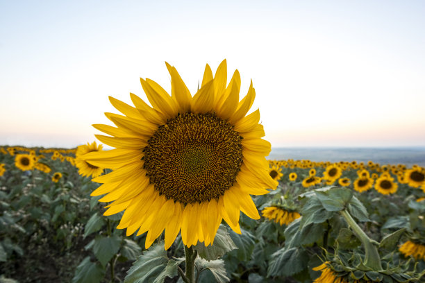 向日葵图片下载