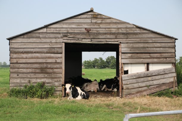 荷兰，在一个炎热的日子里，奶牛在一个农场的木制庇护所里图片下载