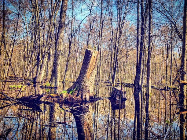 淹没了森林图片下载