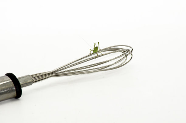 蚱蜢暴露在白色的背景图片下载