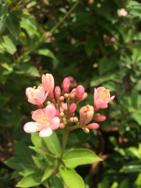 五彩缤纷的鲜花图片下载