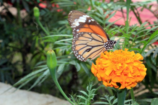 金盏花上常见的老虎。图片下载