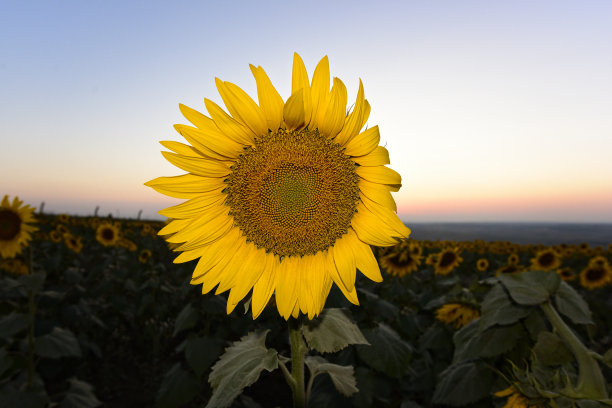 向日葵图片下载