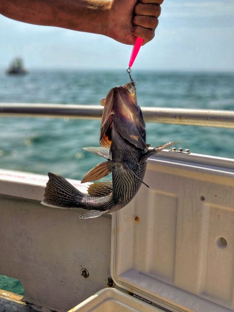 鱼钩上的鲈鱼图片下载