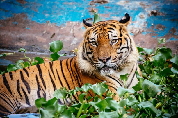 老虎在池塘里休息图片下载