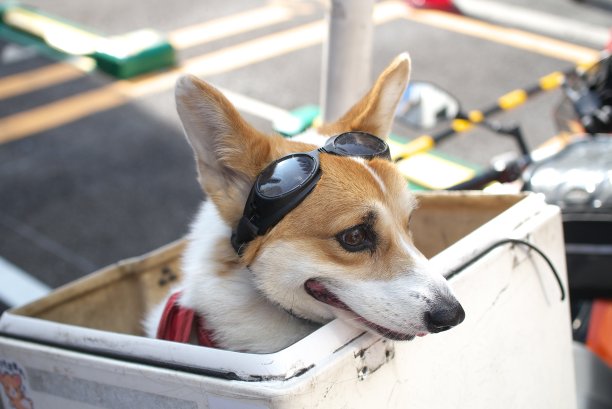 狗在摩托车上。图片下载