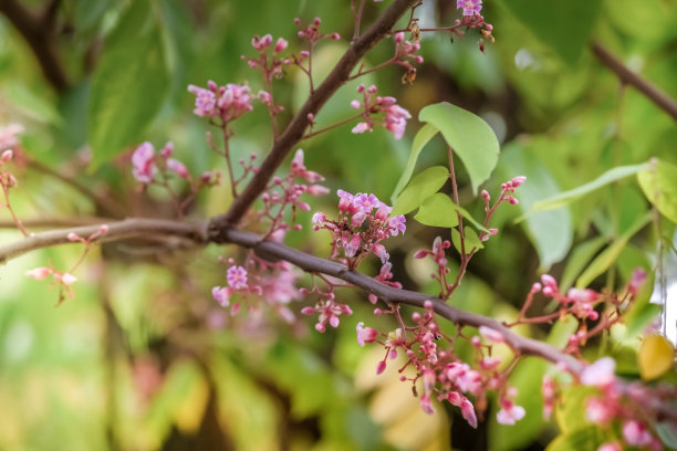 粉红色的花和绿色的叶背景图片下载
