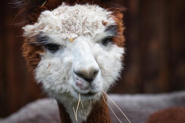 夏天吃羊驼图片下载