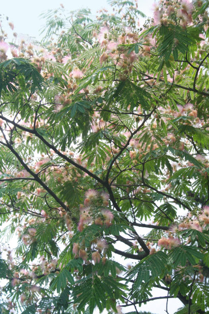 花园里盛开的波斯蚕丝树。Albizia julibrissin图片下载