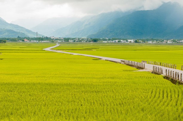 美丽的稻田景观，在布朗大道，赤尚，台湾台东。(成熟的金色稻穗)图片下载
