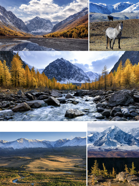 从图片拼贴与文字空间。秋天的景观有阿克特鲁河和峰卡拉塔什，楚亚河，Kurai草原和山脉，野马和落叶松森林。阿尔泰山脉。西伯利亚。俄罗斯图片下载