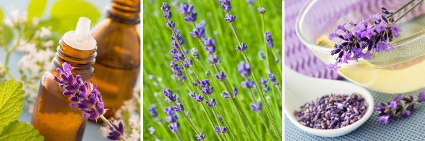 薰衣草草药和茶拼贴图片下载