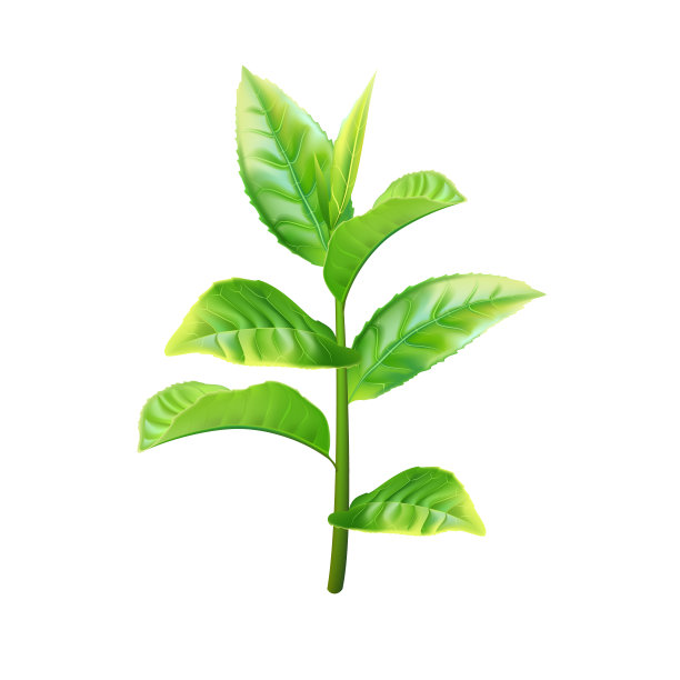 逼真的绿茶套装。矢量图图片下载