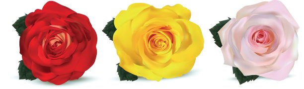 白色背景上的3d现实玫瑰。玫瑰有红色、橙黄色和米黄色。精致的玫瑰。详细的修整。收藏三朵花。矢量插图。图片下载