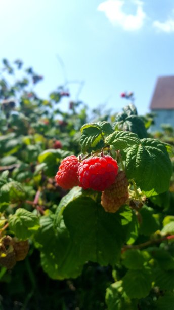 新鲜的树莓(photo1)图片下载