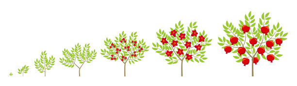 石榴树生长阶段。石榴成熟期进展。花椰菜灌木生命周期动画植物阶段。图片下载