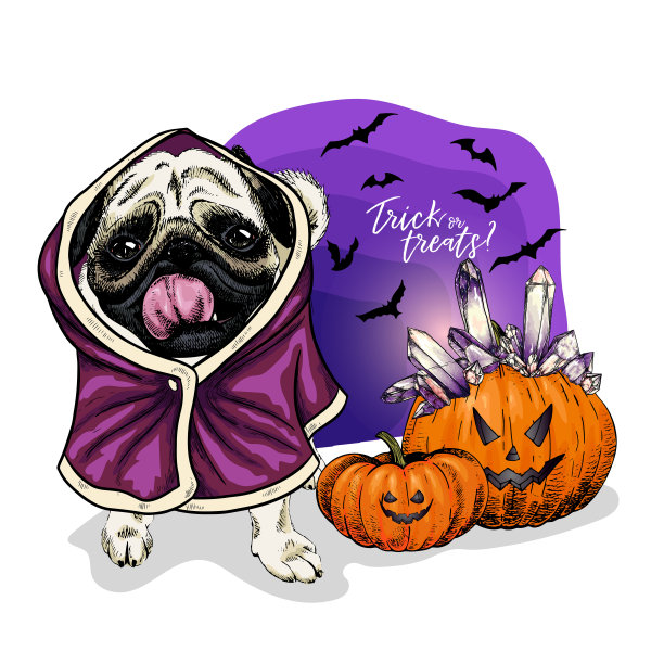 向量肖像的哈巴狗或斗牛犬狗穿着大衣和南瓜与水晶皇冠。万圣节插图。伎俩或治疗。手绘宠物肖像。海报，印刷品，明信片，节日问候。图片下载