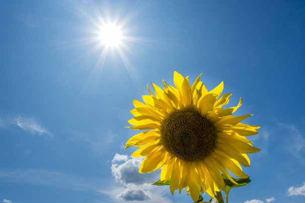 向日葵图片下载