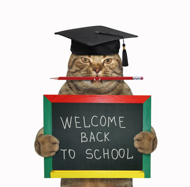 猫老师用铅笔和黑板图片下载