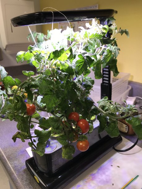 西红柿图片下载