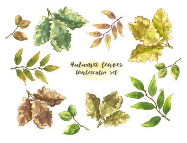 一套秋叶水彩画。图片下载