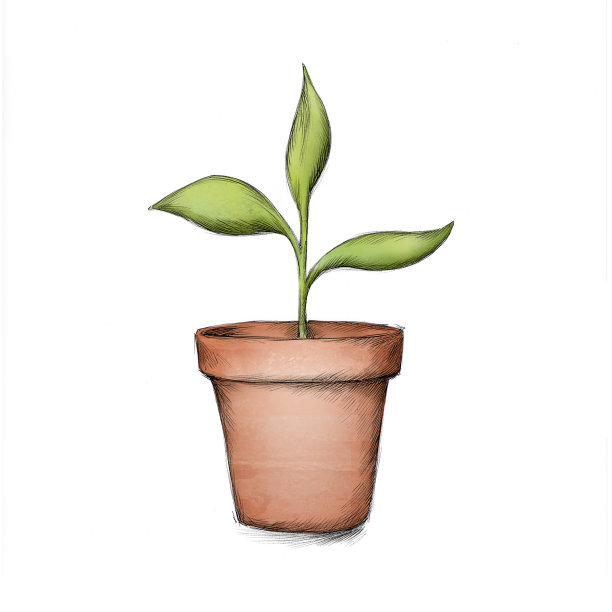 花盆中的幼苗插图图片下载