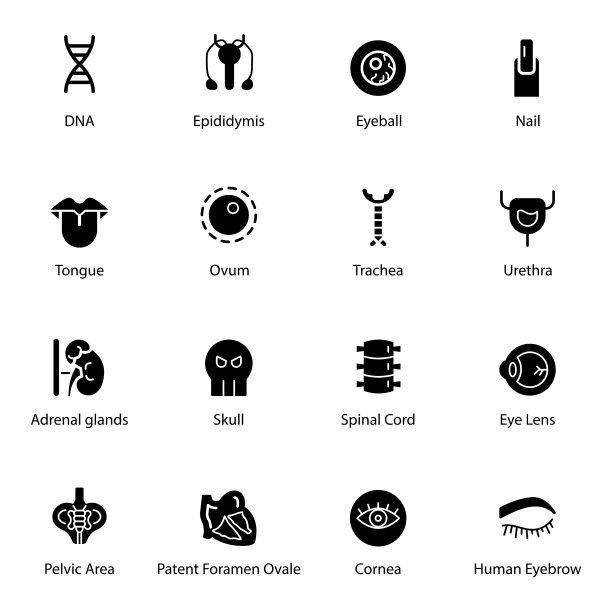 人体器官固体图标图片下载