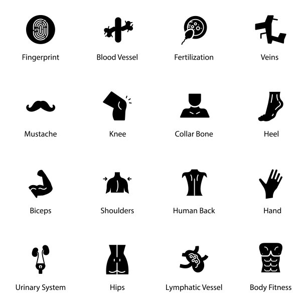 内部身体器官固体图标包图片下载