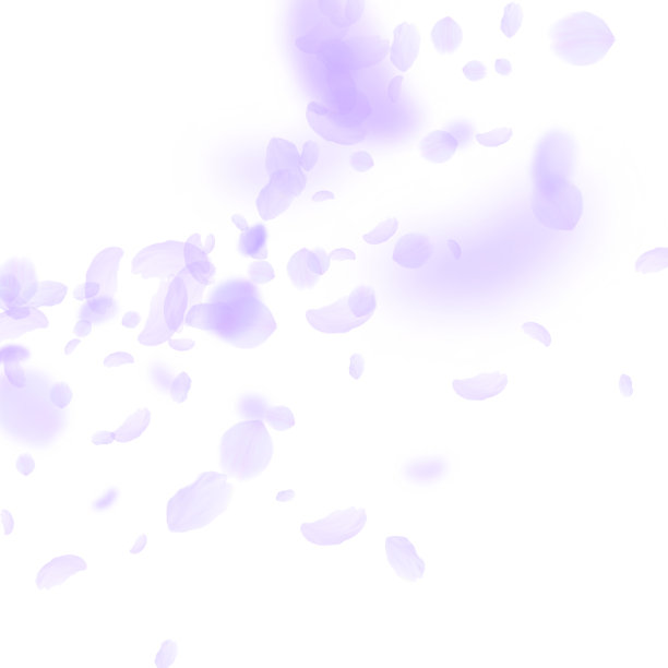 紫罗兰花瓣飘落。优雅浪漫的f图片下载