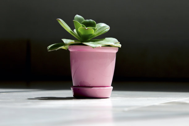 阳光下粉红小盆里的小景天。图片下载