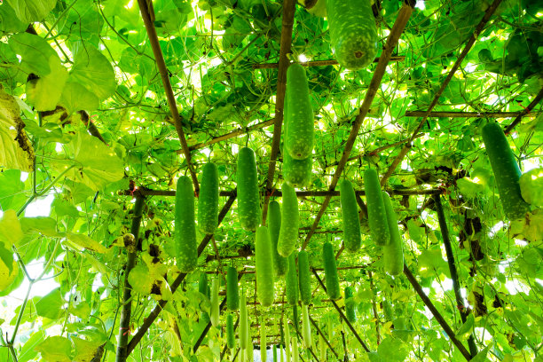 冬瓜挂在花园里。年轻的冬瓜。绿色的冬瓜图片下载