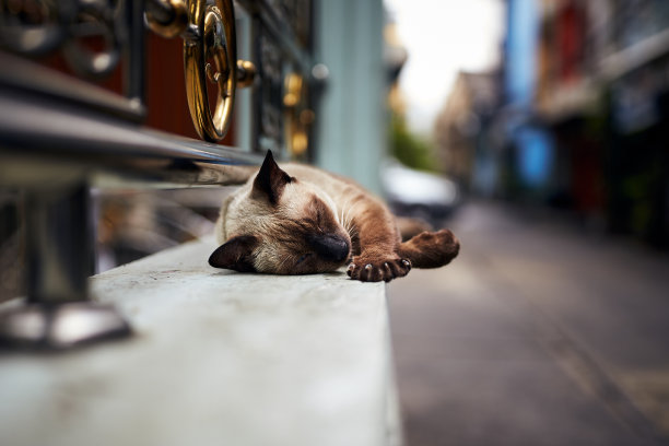 猫在街上睡觉图片下载