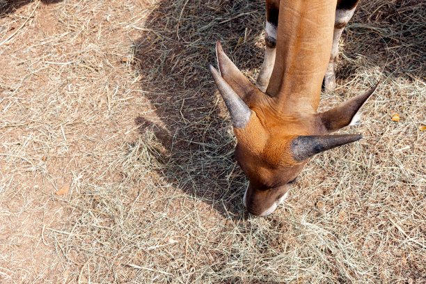 特写班腾的头(bos javanicus)。俯视图图片下载