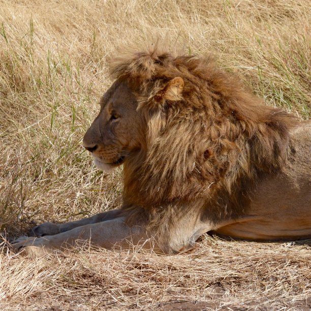 狮子的肖像图片下载