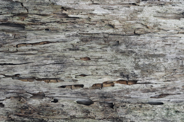 天然纹理的老树无树皮开裂。上面放一块旧木板。图片下载